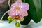 Close-up of yellow, red, pink and white striped with points orchid flower Phalaenopsis `Demi Deroose` Moth Orchid, on light gray