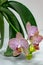 Close-up of yellow, red, pink and white striped with points orchid flower Phalaenopsis Demi Deroose Moth Orchid, on light gray b