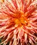 Close up of yellow and red striped dinner plate dahlia variety of flower