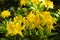 Close-up of yellow rhododendron flowers blooming in the springtime.
