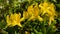 Close-up of yellow rhododendron flowers blooming in the springtime.