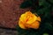 Close up of yellow rose