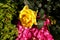 Close-up of yellow rose in the garden with sunlight on it.