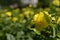 Close-up of a yellow rose in the park on a sunny day.