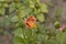 close-up: yellow rose petals with red edges