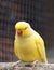 Close up Yellow Rose Ringed Parakeet Perched on Branch Isolated on Background