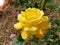 Close-up of Yellow Rose. Sun glare, blurred bokeh. Big beautiful blooming hybrid tea rose bud