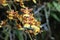 Close Up of Yellow and Rust Colored Oncidium Orchid Flowers