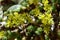 Close-up of Yellow Sedum Flowers, Nature, Macro