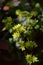 Close-up of Yellow Sedum Flowers, Nature, Macro