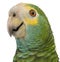 Close-up of Yellow-shouldered Amazon, Amazona barbadensis