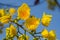 Close up yellow silk cotton tree flowers. Adenium Tropical flower.