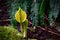 Close up Yellow Skunk Cabbage flowers and fern leaves in wet rainforest.