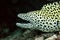 Close up of yellow spotted moray eel head sticking out of rocks