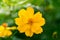 Close-up of yellow starburst flowers and beautiful green bokeh. Flower garden