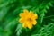 Close-up of yellow starburst flowers and beautiful green bokeh. Flower garden