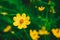 Close-up of yellow starburst flowers and beautiful green bokeh. Flower garden