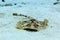 Close up of Yellow stingray, urobatis jamaicensis, swimming on sandy bottom