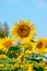 Close-Up Of Yellow Sunflower Field of sunflowers.