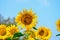 Close-Up Of Yellow Sunflower Field of sunflowers.