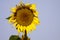 Close up of yellow sunflower Helianthus annuus bloom and green leaves contrasting with blue sky before fading in autumn - BrÃ¼