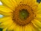 Close-up yellow sunflower with insects ants bugs