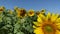 Close-up of yellow sunflowers field, in windy sunny day, on background of blue sky.