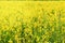 Close up of yellow Sunn hemp flower in the field