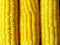 Close up yellow sweet corn grain, dense rows of boiled yellow corn seeds