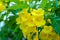 Close up of yellow tecoma stans with leaf blur background.