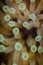 Close-up of yellow tentacles tips strait up, sea anemone, anthozoa actinaria, on the coral reef