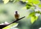 Close up of yellow-throated, euphonia, bird, Euphonia hirundinacea, in jungle in Belize