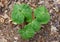 Close up of the Yellow Toad Trillium plant in the Spring