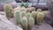 Close up of Yellow Tower Cactus, Golden Ball, Golden Ball Cactus, Succulent plants.