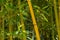 Close-up of yellow trunks gold bamboo Phyllostachys aureosulcata `Aureocaulis` in Arboretum Park Southern Cultures in Sirius