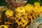 Close-up of yellow tube sponge Aplysina insularis