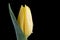 Close up yellow tulip with water droplets