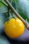 Close up yellow type of eggplant in a garden.Fruit of the Thai eggplant.