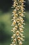 close up of yellow vertical flowers