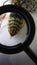 Close up of yellow wasp stinger Closeup German yellowjacket, European wasp or German wasp, yellow hornet,  yellow Wasp lat. Vespu