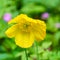 Close-up of a yellow Welsh poppy in the nature with blurred background