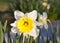 A close up of a yellow and white daffodils  Narcissus bloom