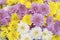 Close up of Yellow white and pink Chrysanthemum daisy flower, Beautiful huge bouquet of Chrysanthemum floral botanical flowers and