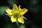 Close up yellow wild flower, Geum urbanus, Wood avens