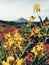 Close-up of yellow wild flower with Teide in the backdrop