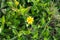 Close-up of the yellow wild flower, wedelia