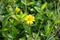 Close-up of the yellow wild flower, wedelia