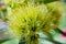 Close up of yellow xanthostemon chrysanthus