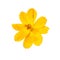 Close up yellow zinnia flower isolated