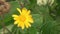 Close-up of Yellow Zinnia Flowers